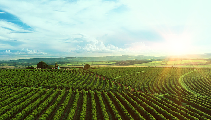 Lavoura de café em fileiras no Sul de Minas ao pôr do sol